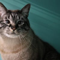 COOKIES HAB17476, chat à adopter