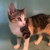 ACRAS, chatte à adopter