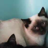 LEO, chatte à adopter