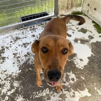 TRUFFE, chienne à adopter