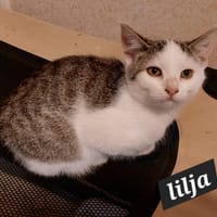 LILJA (love), chatte à adopter