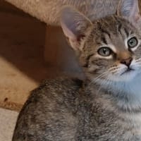 CORSE, chat à adopter