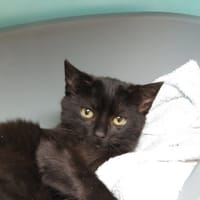 PELUCHE, chat à adopter