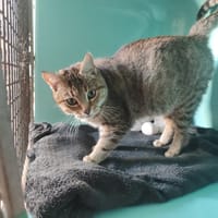 MILA, chatte à adopter
