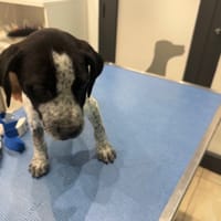 CLYDE, chien à adopter