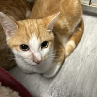 MIERCOLES, chat à adopter