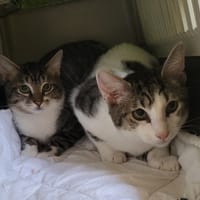 DOLIC, chat à adopter