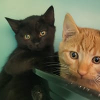 Chocolat, chat à adopter