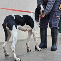 Miu Miu, chienne à adopter