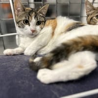 MERCOLEDI, chatte à adopter