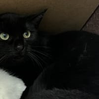 ELITE, chat à adopter