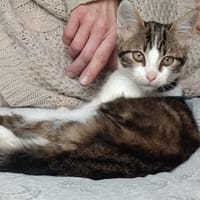 ZIA, chatte à adopter