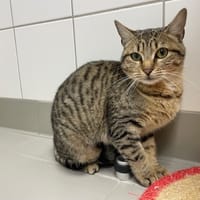 BONNIE, chatte à adopter