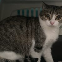 BRIOCHE, chatte à adopter