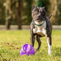 ATHENA VAA, chienne à adopter