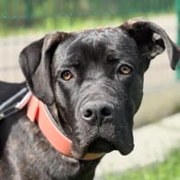 REYNOR, chien à adopter