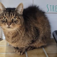 Street, chat à adopter