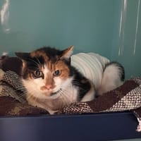 SAMOSSA, chatte à adopter