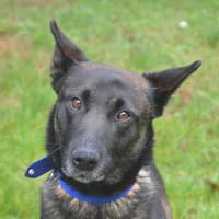 OMEGA CHAO, chienne à adopter