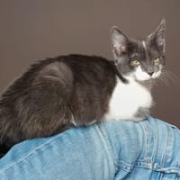 TAO, chat à adopter