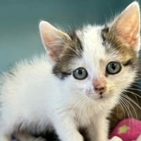 NOUGAT, chatte à adopter