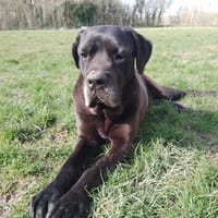 MILKA QCN, chienne à adopter