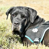 MILKA QCN, chienne à adopter