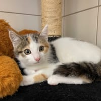 COEUR, chatte à adopter