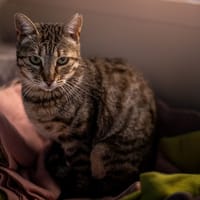 Cherry, chatte à adopter