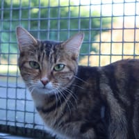 VIVI, chatte à adopter