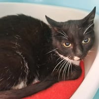 FLAGADA QCT, chatte à adopter