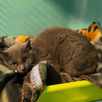 Poudlard, chatte à adopter