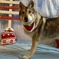 INDIA, chienne à adopter