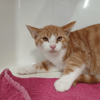 LULUBELLE, chatte à adopter