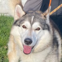 RESKI, chien à adopter