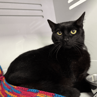 SANDRE, chatte à adopter