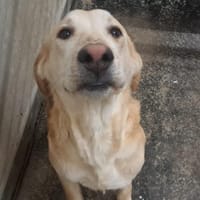 RAULT, chien à adopter