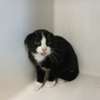 KARLITO, chat à adopter