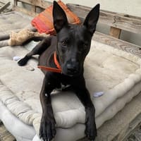 TETRA  PAA22780, chienne à adopter