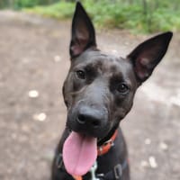 TETRA  PAA22780, chienne à adopter