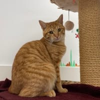 CLYDE, chat à adopter