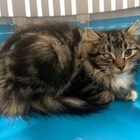 PAKINA, chatte à adopter