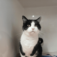 MOCKETTE, chatte à adopter