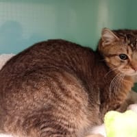 LANA, chatte à adopter