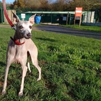 JODY, chienne à adopter