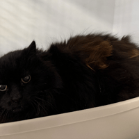 Platon, chat à adopter