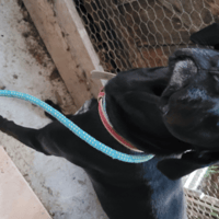 KIRO, chien à adopter