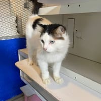 MUTA, chat à adopter