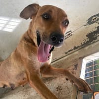 RENEE, chienne à adopter