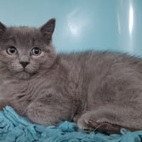 Armor, chat à adopter